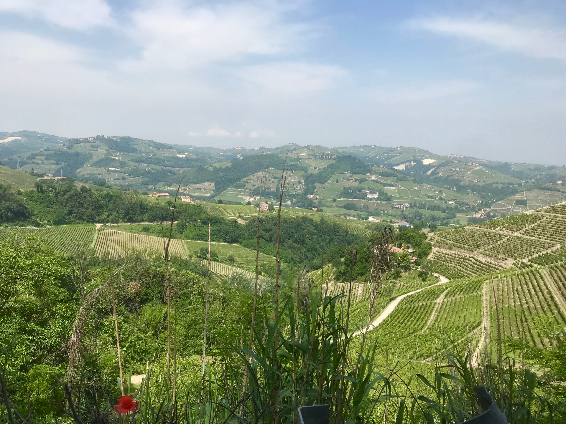 Panoramic view of the Langhe vineyards